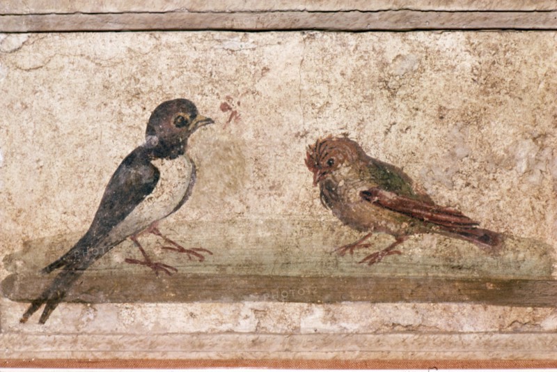 Swallow and Sparrow, Roman wall painting from Boscoreale near Pompeii, 1st century Artist: Unknown.