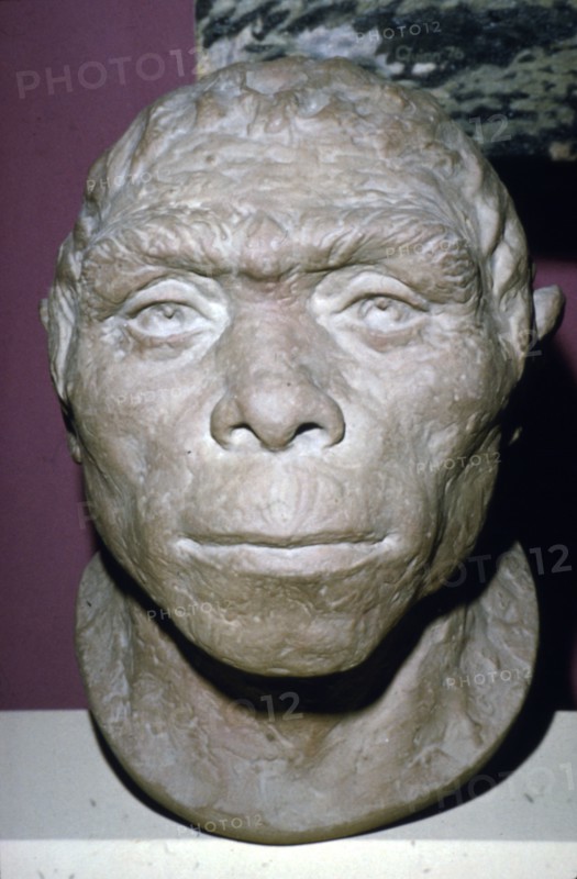 Peking Man, Reconstruction of Head from fossil evidence, c20th century.  Artist: Unknown.