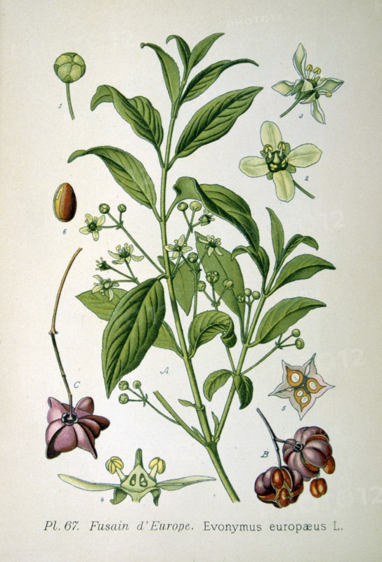 European spindle tree, 1893. Artist: Unknown