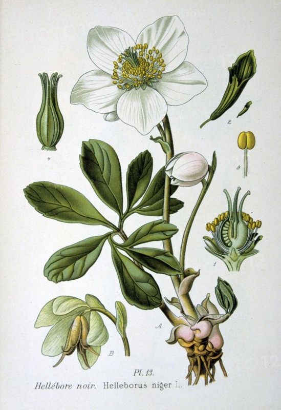 Black hellebore, 1893. Artist: Unknown
