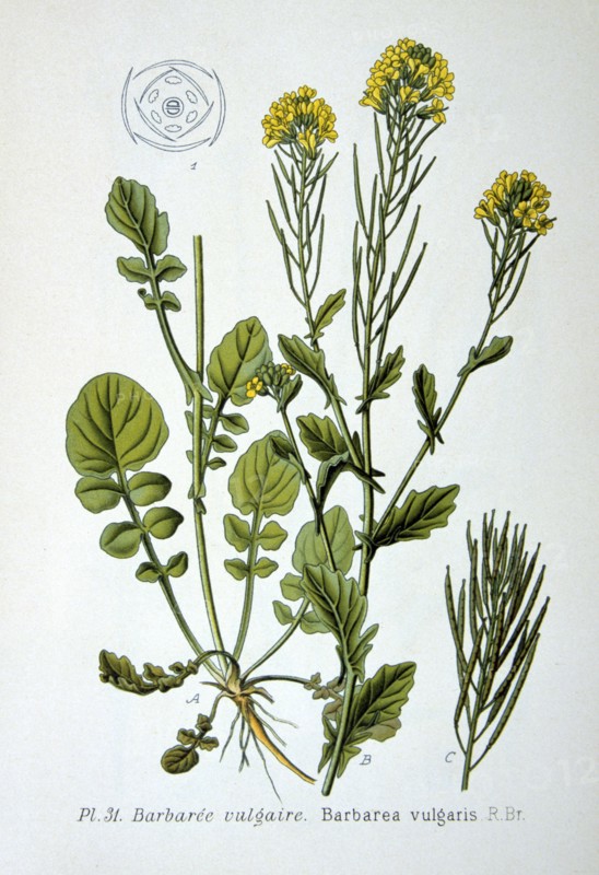 Yellow rocket, 1893. Artist: Unknown