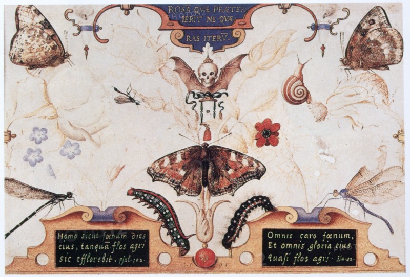 Diptych with flowers and insects, 1591.  Artist: Joris Hoefnagel