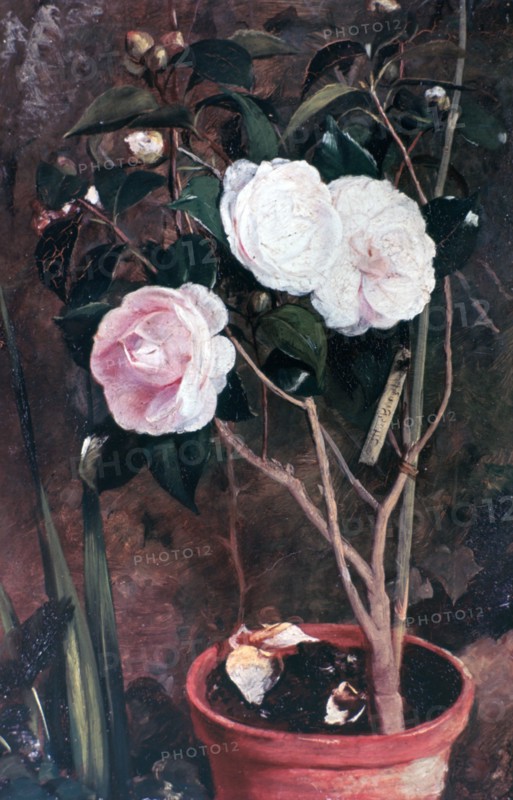 'Camelias', 19th century. Artist: Antonio Costa