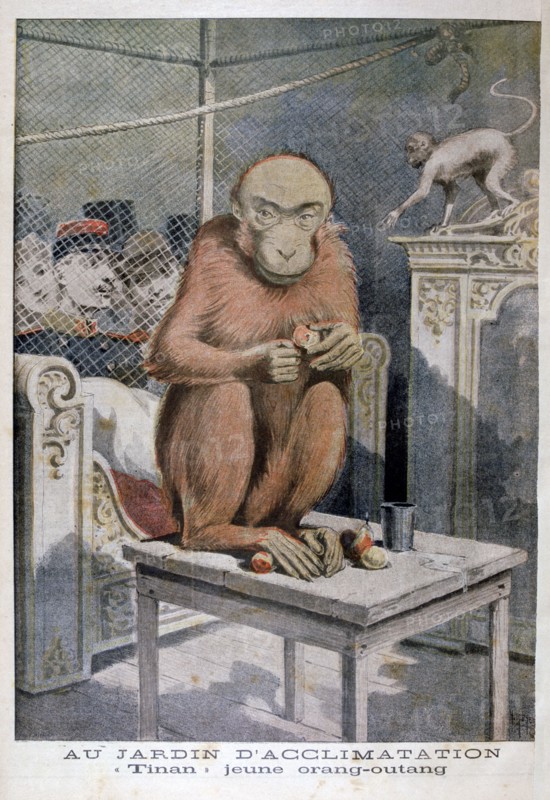 Tinan the orangutan, 1896. Artist: Henri Meyer
