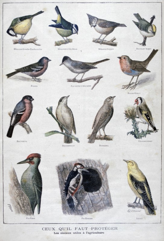 Useful birds in agriculture, 1896. Artist: A Clement