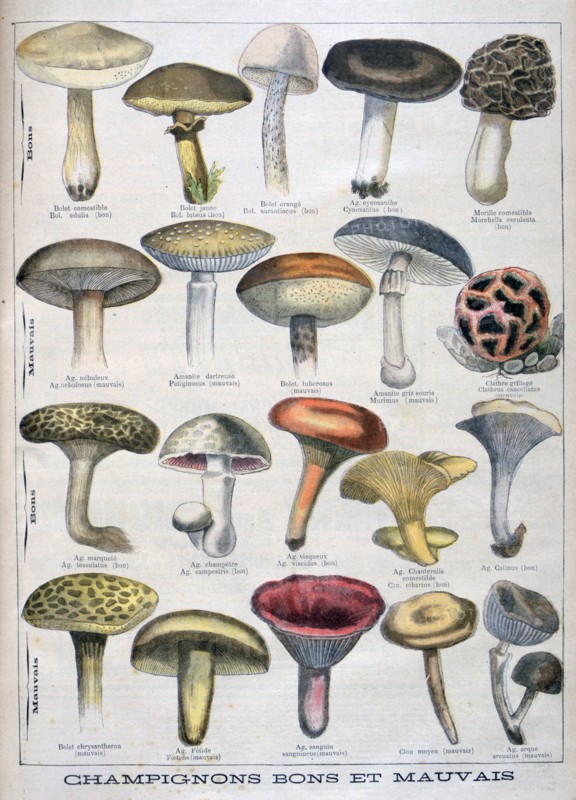 Good and bad mushrooms, 1896. Artist: Unknown