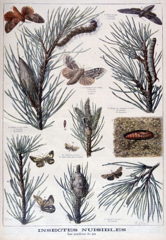 Harmful insects: butterflies and moths that damage pine trees, 1897. Creator: A Clement.