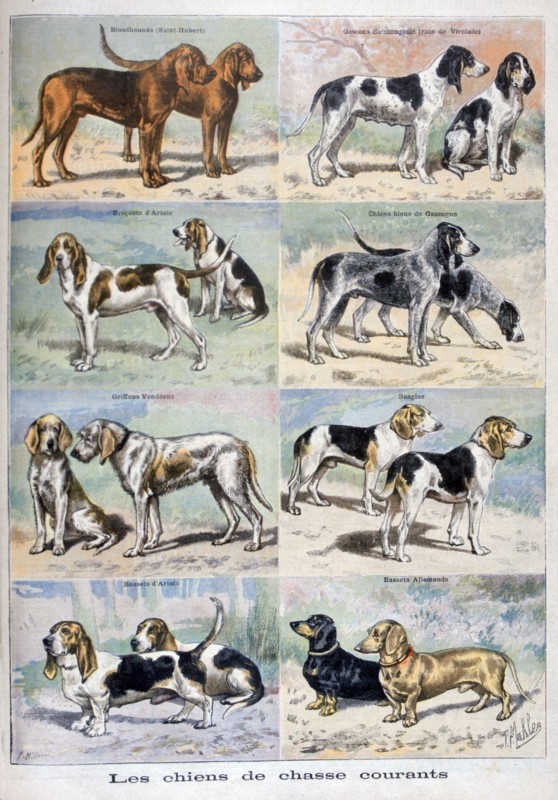 Gun dogs, 1897. Creator: P Mahler.