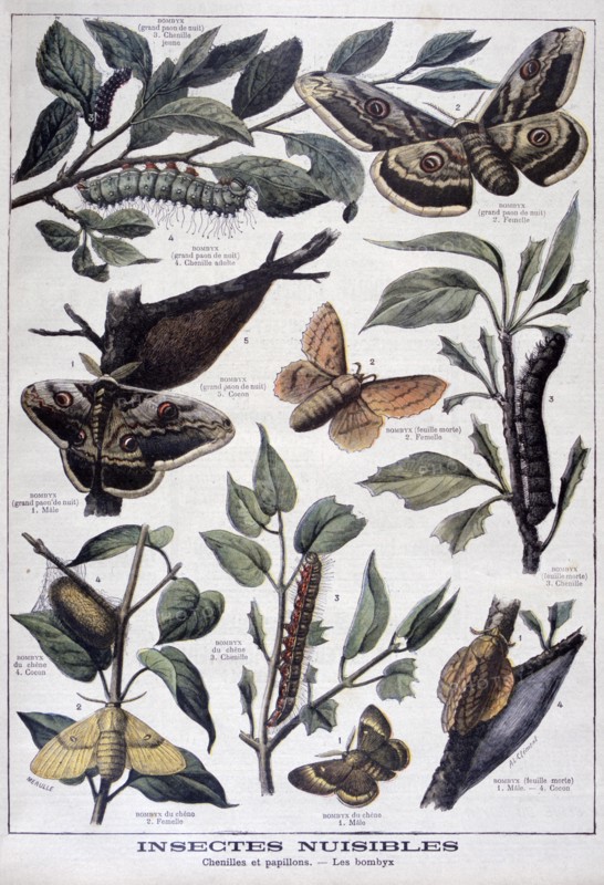Harmful insects: caterpillars, butterflies and moths, 1897. Creator: F Meaulle.