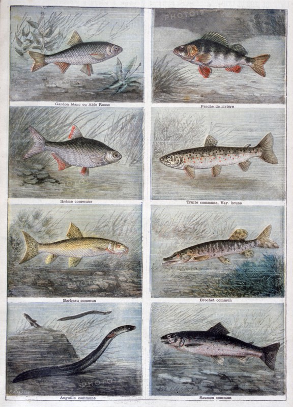 Freshwater fish, 1897. Creator: F Meaulle.