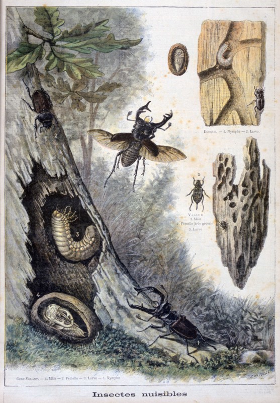 Harmful insects, 1897. Creator: F Meaulle.