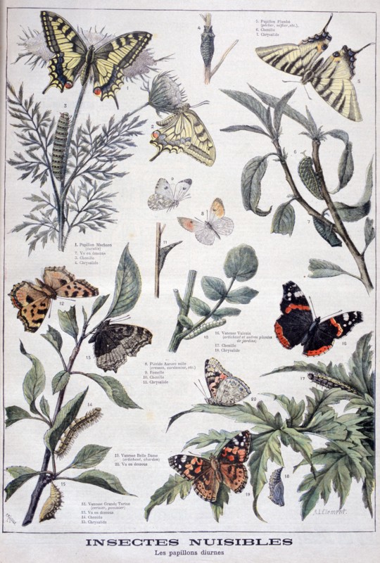 Harmful insects: daylight butterflies, 1897. Creator: F Meaulle.