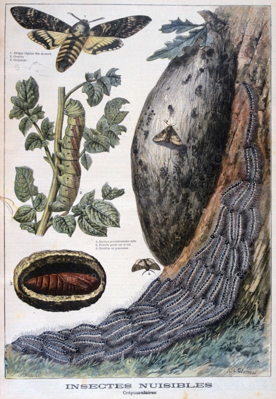 Harmful crepuscular insects, 1897. Creators: F Meaulle, A Clement.