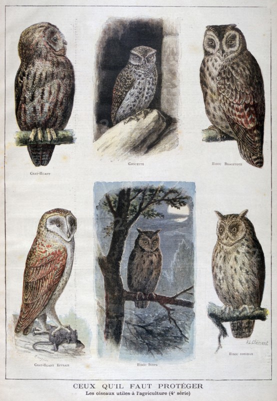 Birds that are protected, and helpful in agriculture, 1897. Creator: F Meaulle.