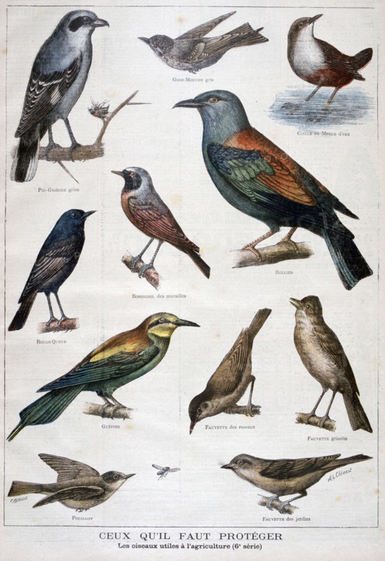 Birds that are protected, and helpful in agriculture, 1897. Creator: F Meaulle.