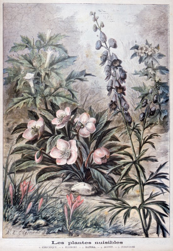 Harmful plants, 1897. Creator: F Meaulle.