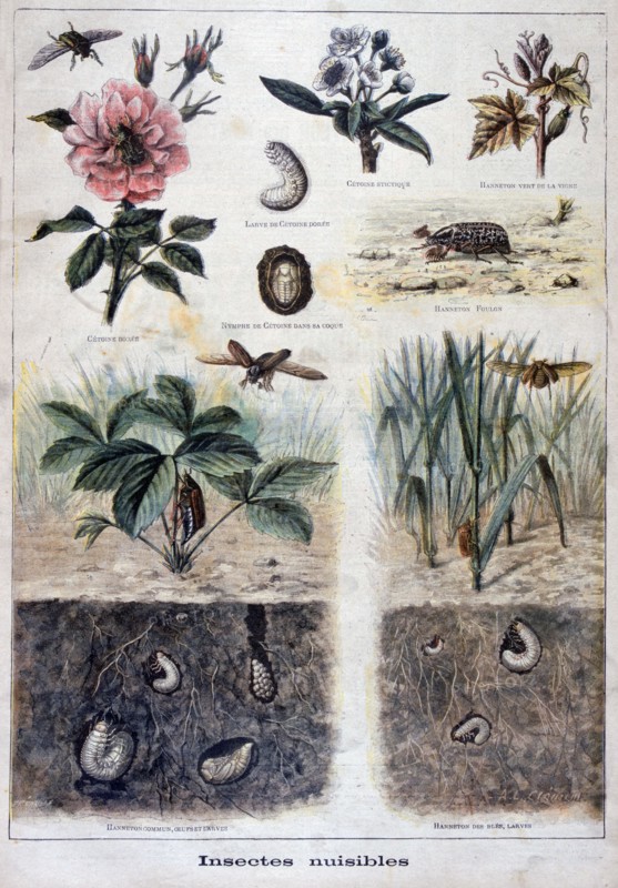 Harmful insects, 1897. Creator: F Meaulle.