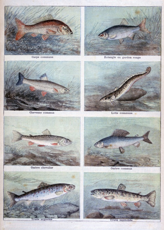 Freshwater fish, 1898.  Creator: F Meaulle.