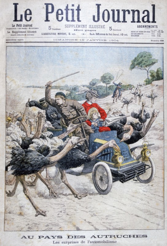 Ostriches attacking a car, California, USA, 1904. Artist: Unknown