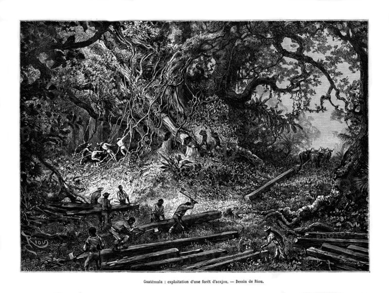 Mahogany tree logging, Guatemala, 19th century. Artist: Edouard Riou