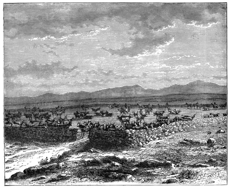 A South African cattle kraal, c1890. Artist: Unknown
