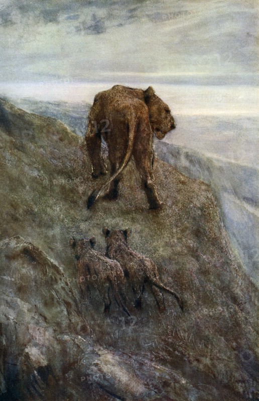 'On the Alert - Lioness and Cubs', c1878-1910, (1912).Artist: John MacAllan Swan