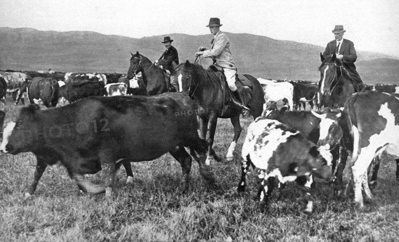 The Prince of Wales rounding up cattle in Alberta, Canada, c1930s. Artist: Unknown