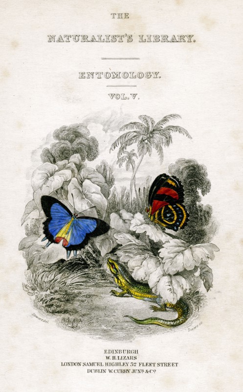 'The Naturalist's Library, Entomology, Vol V', Butterflies, c1833-1865.Artist: William Home Lizars