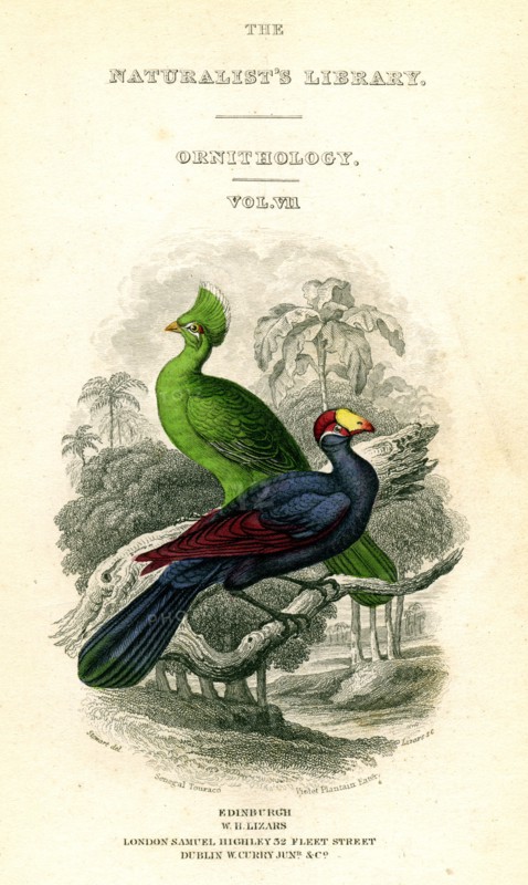 'The Naturalist's Library, Ornithology, Senegal Touraco, Violet Plantain Eater', c1833-1865.Artist: William Home Lizars