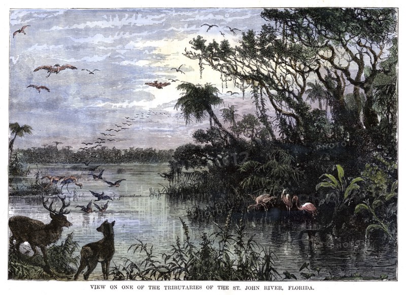 'View on one of the Tributaries of the St John River, Florida', 19th century. Artist: Unknown