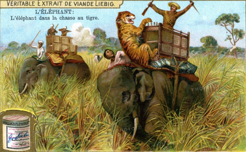 The Elephant on a tiger hunt, c1900. Artist: Unknown