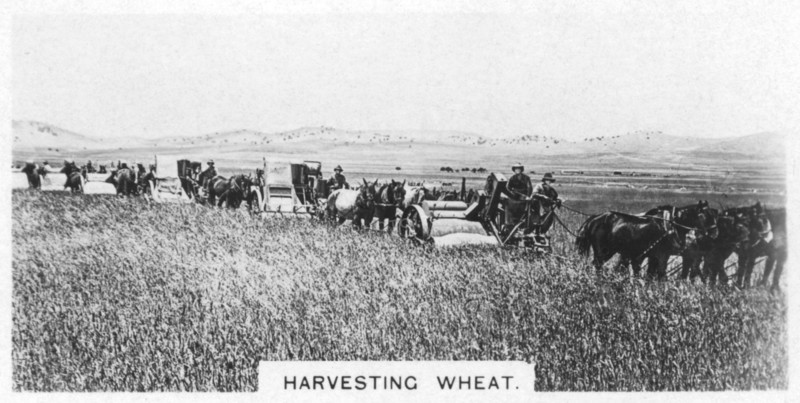 Harvesting wheat, Australia, 1928. Artist: Unknown