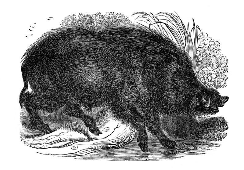 Wild boar, 1848. Artist: Unknown