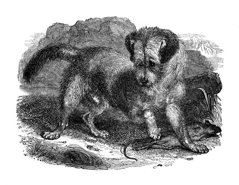Scottish terrer, 1848. Artist: Unknown