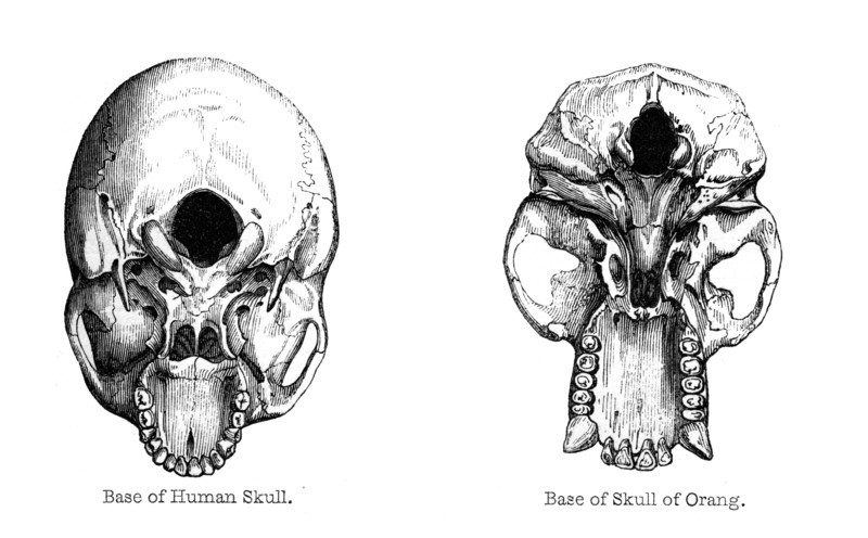 Human and orang-utan skulls, 1848. Artist: Unknown