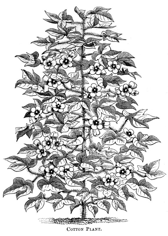 Cotton plant, c1880. Artist: Unknown