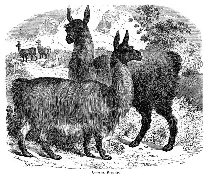 'Alpaca Sheep', c1880.Artist: JC
