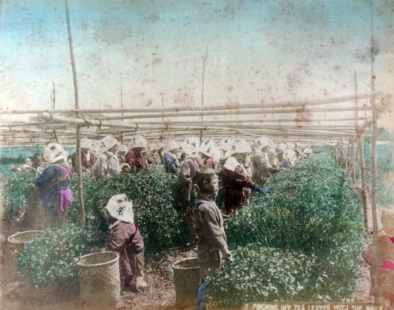 Tea picking, Japan. Artist: Unknown