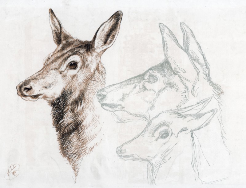 Facsimile of a drawing by Sir E Landseer, 1874.Artist: Edwin Henry Landseer