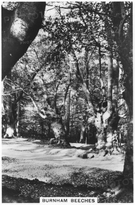 Burnham Beeches, Buckinghamshire, 1937. Artist: Unknown