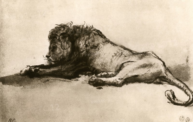 Study of a Lion, 1913.Artist: Rembrandt Harmensz van Rijn