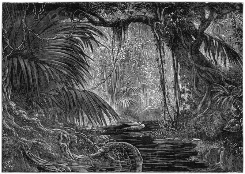 A forest scene in Peru, 1877. Artist: Unknown