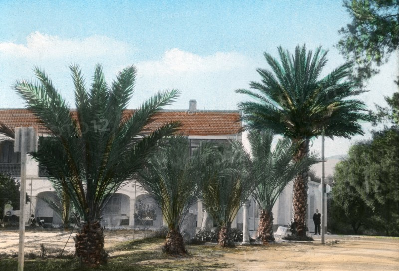 Palm trees, Hammam Meskoutine, Algeria. Artist: Unknown