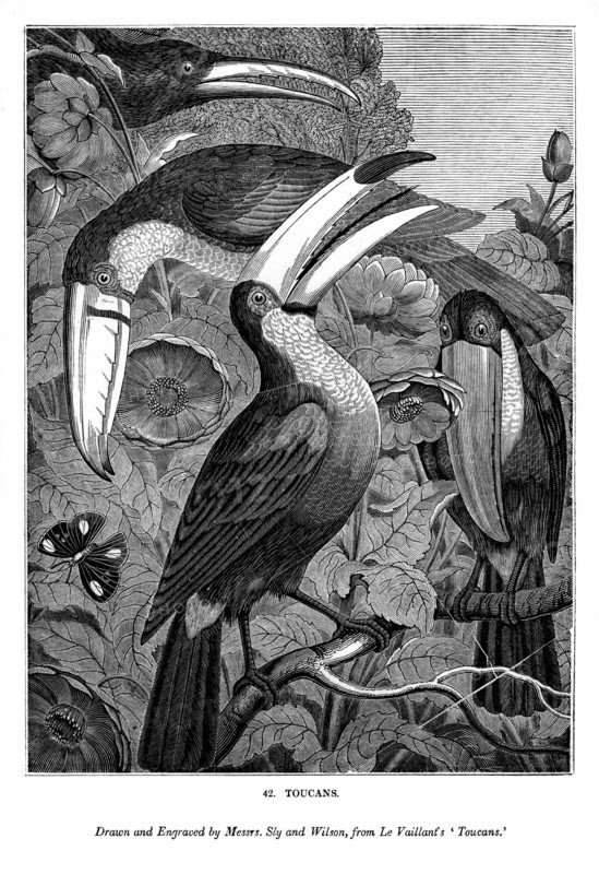 Toucans, c1770-1820 (1843). Artist: Messrs Sly and Wilson