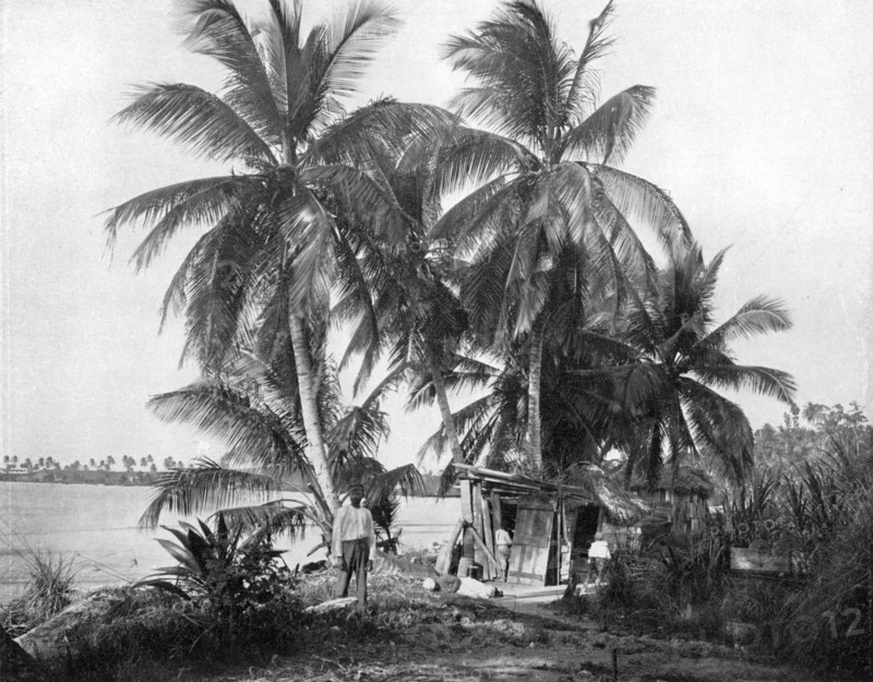 On the road to Blue Hole, Port Antonio, Jamaica, c1905.Artist: Adolphe Duperly & Son