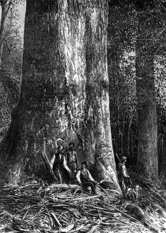 Giant eucalyptus, Australia, 1886. Artist: Taylor
