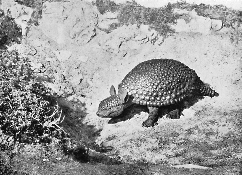 A glyptodon, 20th century. Artist: Unknown