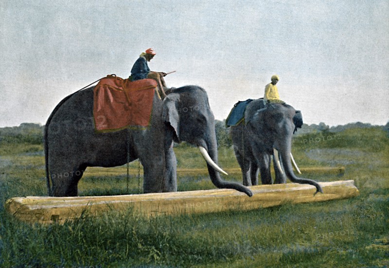 Elephants moving a log, Ceylon, c1890. Artist: Gillot