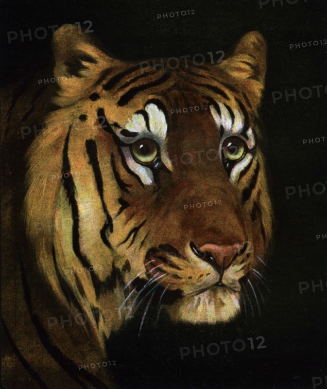Tiger study, 1908-1909. Artist: Unknown