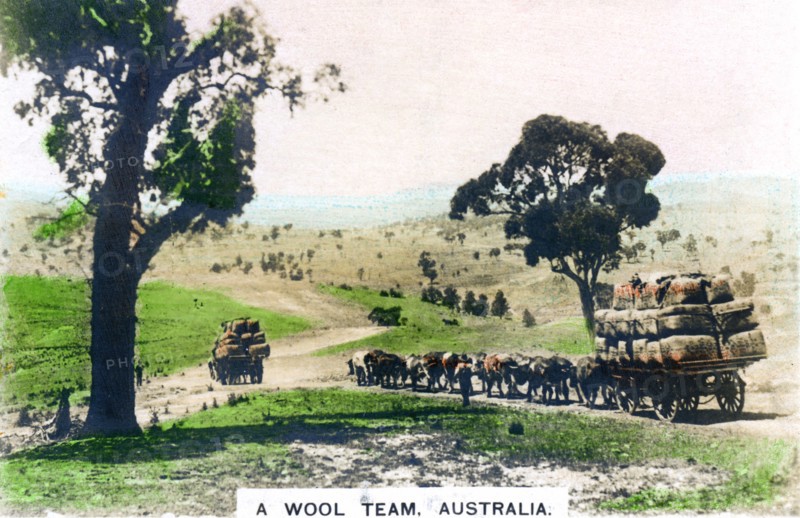 A wool team, Australia, c1920s.Artist: Cavenders Ltd